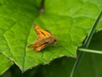 Rostfarbiger Dickkopffalter